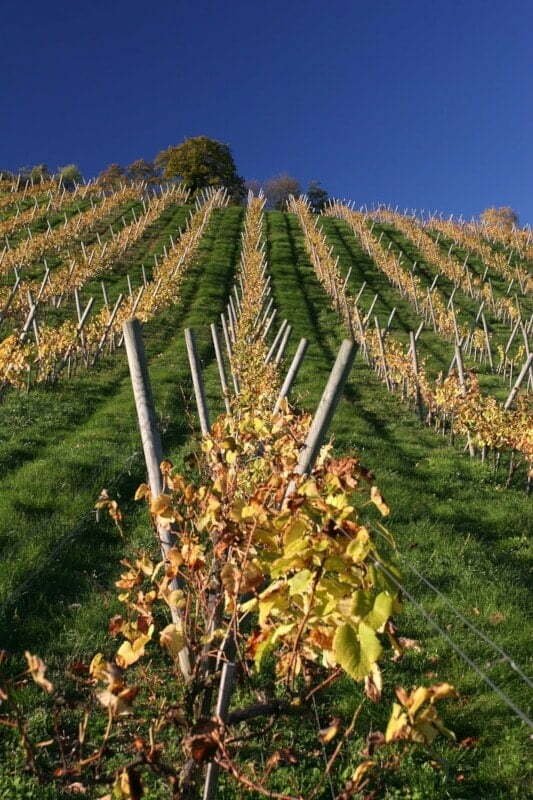 Vineyard before harvest
