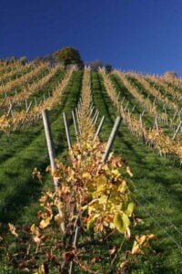 Wine Harvest 2022